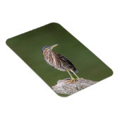 Green Heron op een blog Magneet (Rechterzijde)