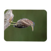 Green Heron op een blog Magneet (Horizontaal)