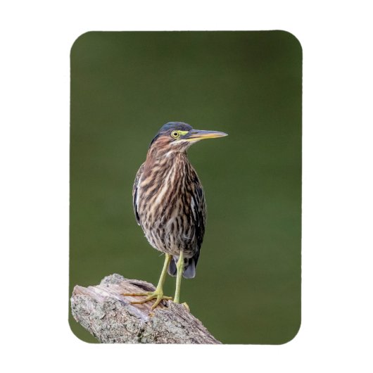Green Heron op een blog Magneet (Verticaal)
