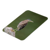 Green Heron op een blog Magneet (Linkerzijde)