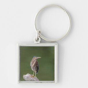 Green Heron op een blog Sleutelhanger