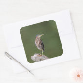 Green Heron op een blog Vierkante Sticker (Envelop)