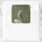 Green Heron op een blog Vierkante Sticker (Tas)