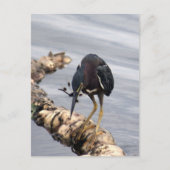 Green Heron Photo Briefkaart (Voorkant)