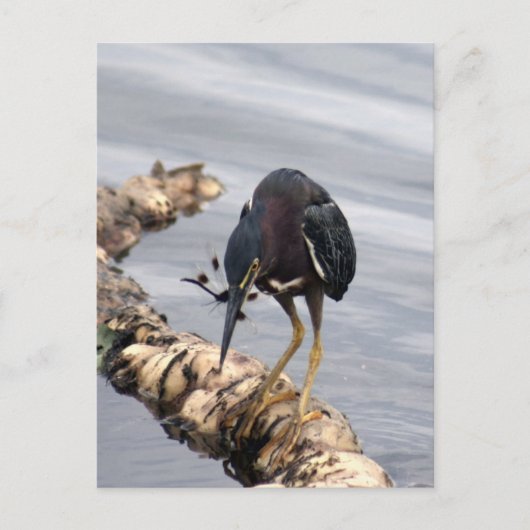Green Heron Photo Briefkaart (Voorkant)