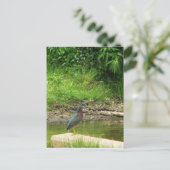 Green Heron Post Card Briefkaart (Staand voorkant)