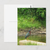 Green Heron Post Card Briefkaart (Voorkant / Achterkant)