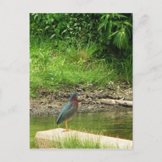 Green Heron Post Card Briefkaart (Voorkant)