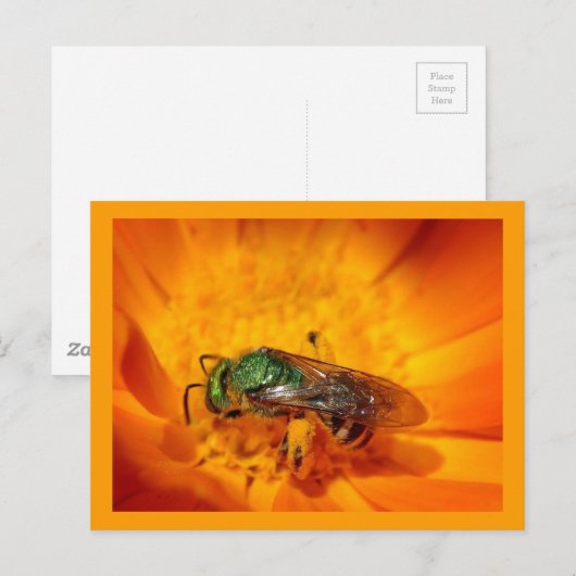 Green Hornet Briefkaart (Voorkant / Achterkant)