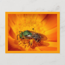 Green Hornet Briefkaart