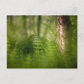 Green Horsetail-foto Feestdagenkaart (Voorkant)