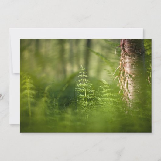 Green Horsetail-fotokaart (Voorkant)