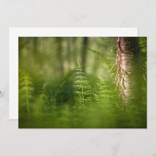 Green Horsetail-fotokaart (Voorkant / Achterkant)