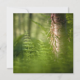 Green Horsetail-Natuur-fotokaart