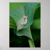 Green Hosta Leaf en Frog Poster (Voorkant)