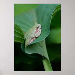 Green Hosta Leaf en Frog Poster