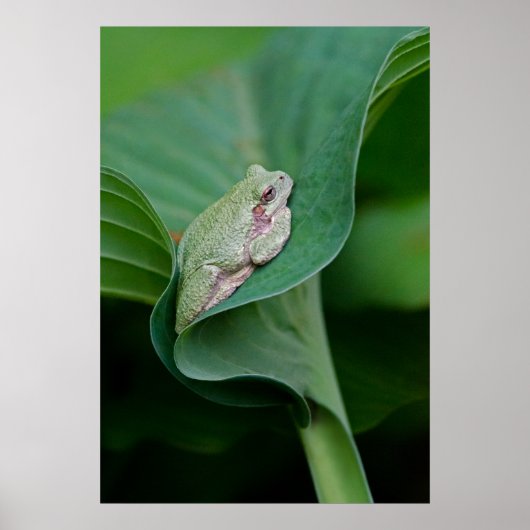 Green Hosta Leaf en Frog Poster (Voorkant)
