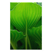 Green Hosta Leaf Foto Afdruk (Voorkant)