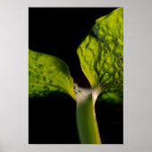 Green Hosta Leaf op zwart Poster (Voorkant)