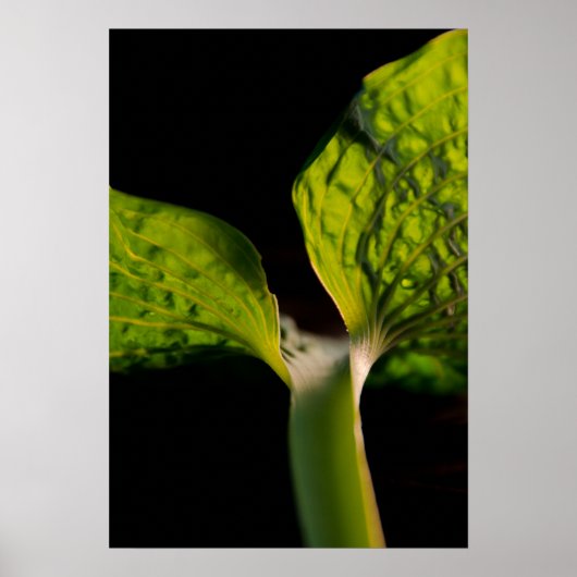 Green Hosta Leaf op zwart Poster (Voorkant)
