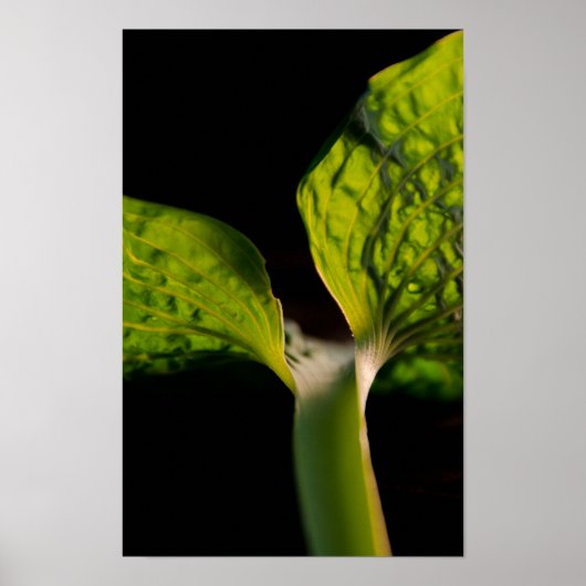 Green Hosta Leaf op zwart Poster (Voorkant)