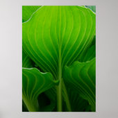 Green Hosta Leaf Poster (Voorkant)