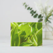 Green Hosta Leaves Briefkaart (Staand voorkant)
