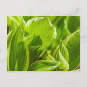 Green Hosta Leaves Briefkaart (Voorkant)