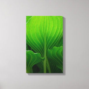 Green Hosta Leaves Canvas Afdruk