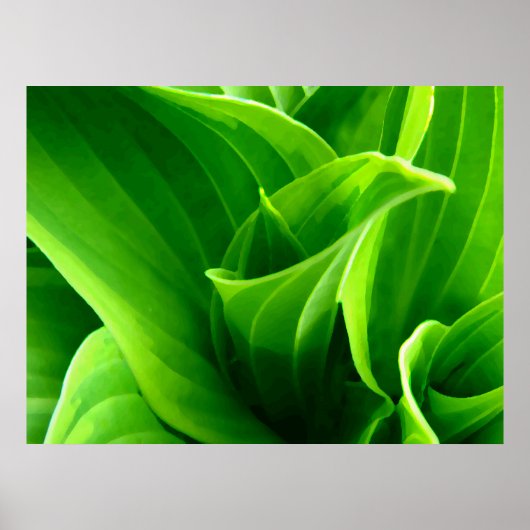 Green Hosta Poster (Voorkant)