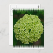 Green Hydrangea Briefkaart (Voorkant / Achterkant)