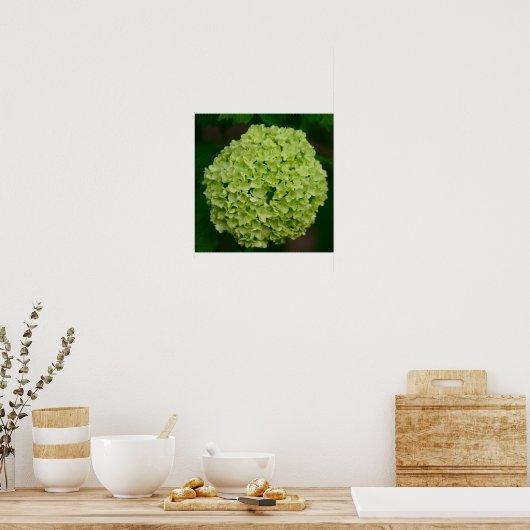 Green Hydrangea Poster (Keuken)