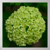 Green Hydrangea Poster (Voorkant)