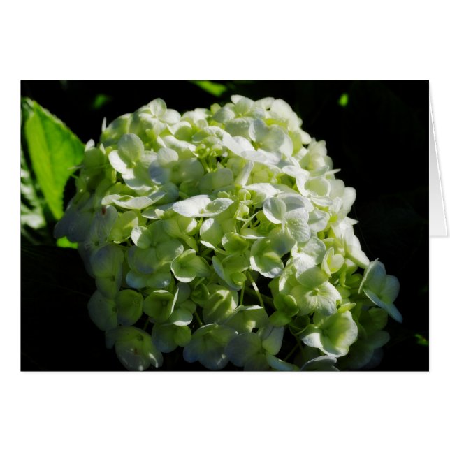 Green Hydrangeas Flowers (Voorkant Horizontaal)