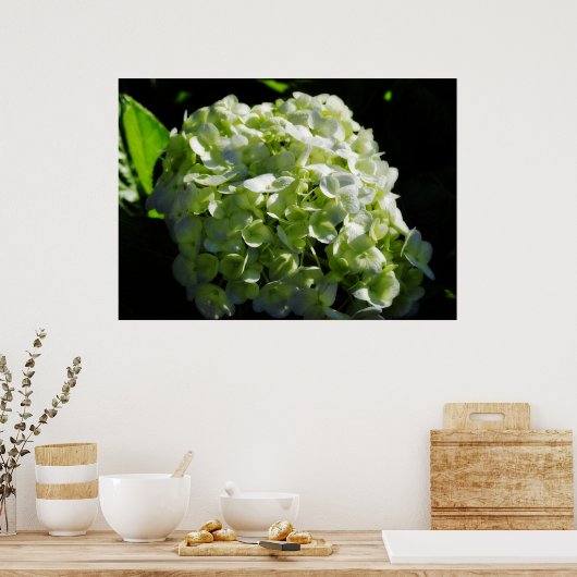 Green Hydrangeas Flowers Poster (Keuken)