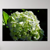 Green Hydrangeas Flowers Poster (Voorkant)