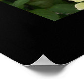 Green Hydrangeas Poster (Hoek)