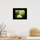Green Hydrangeas Poster (Keuken)