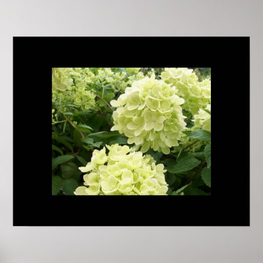 Green Hydrangeas Poster (Voorkant)