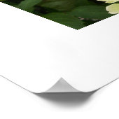 Green Hydrangeas Poster (Hoek)