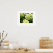 Green Hydrangeas Poster (Keuken)