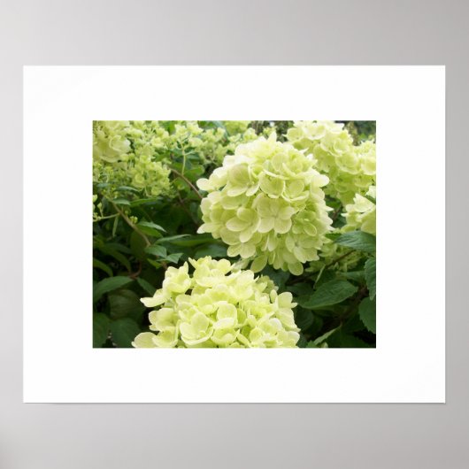 Green Hydrangeas Poster (Voorkant)