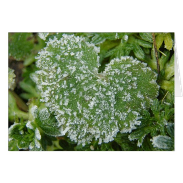 Green Icy Heart (Voorkant Horizontaal)