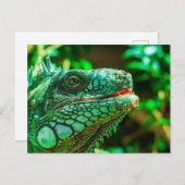 Green Iguana Briefkaart (Voorkant / Achterkant)
