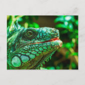 Green Iguana Briefkaart (Voorkant)
