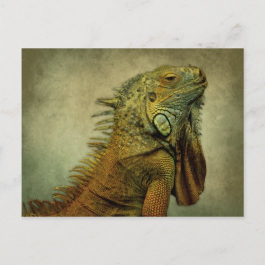 Green Iguana Briefkaart (Voorkant)