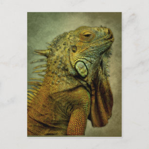 Green Iguana Briefkaart