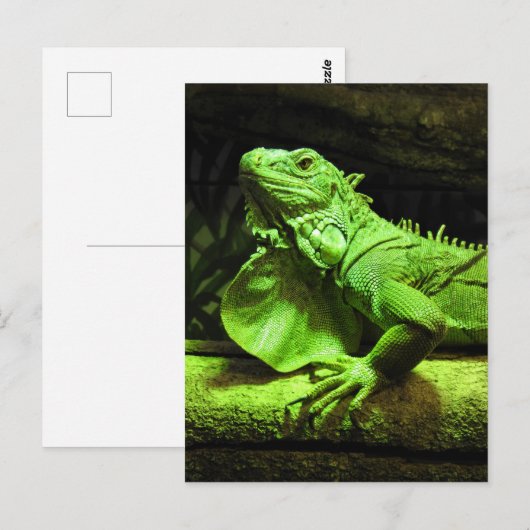 Green Iguana Briefkaart (Voorkant / Achterkant)