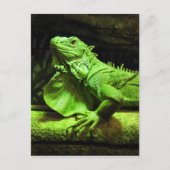 Green Iguana Briefkaart (Voorkant)