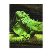 Green Iguana